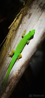 Phelsuma astriata astriata