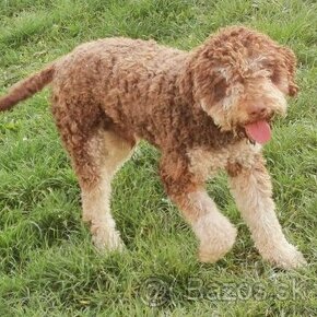 Lagotto Romagnolo krytie