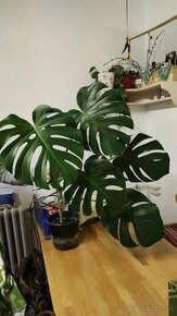 Monstera - 1