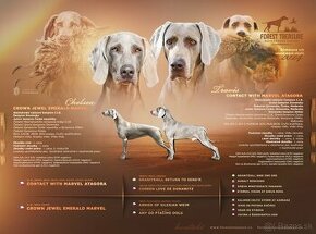 Weimarský stavač - Výmarský ohař - weimaraner