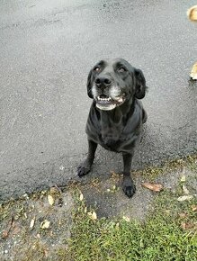 Darujem fenku labradora