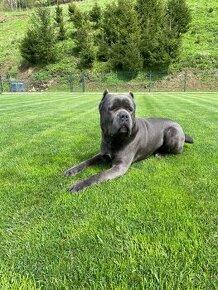 Cane corso krytie