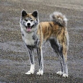 Kúpim - Akita inu Japan