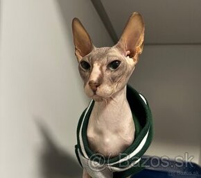 Sphynx kocúr na krytie