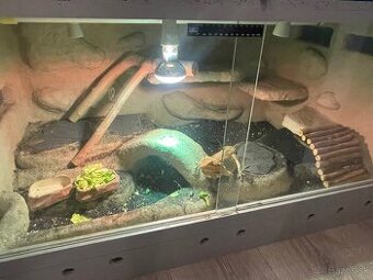 Agama bradatá + terarium