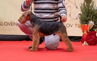 Welshterrier