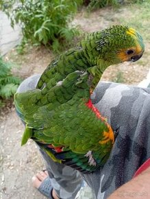 Amazona aestiva xanthopteryx