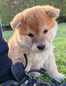 Shiba inu šteniatka s PP