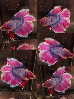 Betta Splendens - Bojovnica Pestrá.