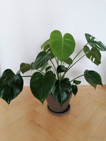 Monstera