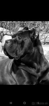 Darujem Feny Cane Corso