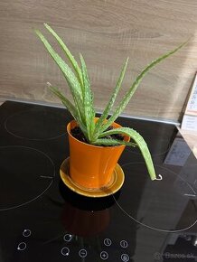 Aloe vera