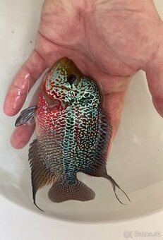 Flowerhorn Super Red Dragon