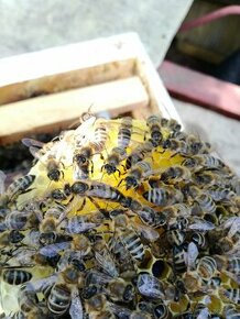 Ponúkam včelie matky , královny do včelstva - línie Sklenár