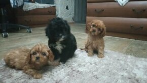 Cavapoo, cavapo (mama cavapoo, otec pudel) - 1