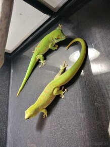 Phelsuma grandis - mladý pár