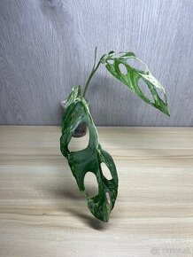 Monstera adansonii Indonesian Marble