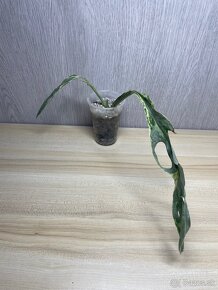 Monstera adansonii Indonesian Marble