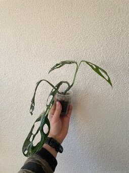 Monstera adansonii Indonesian Marble