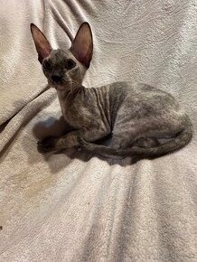 Sphynx