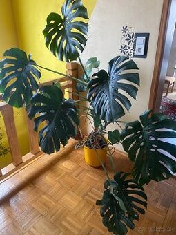 Monstera Deliciosa