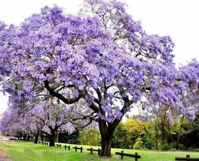 Paulownia plstnatá - 1