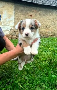 Welsh corgi cardigan štaniatka s PP