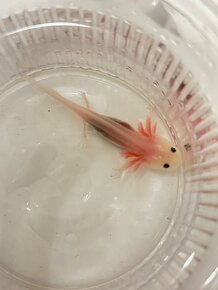 Axolotl mexický