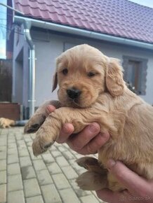 golden retriever--zlatý retriever