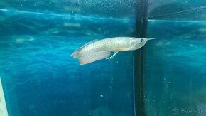 Arowana silver