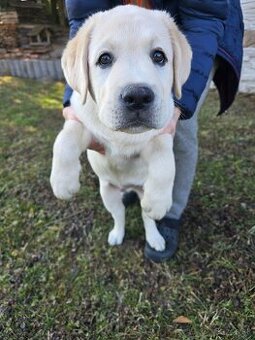 Labrador šteniatko s PP