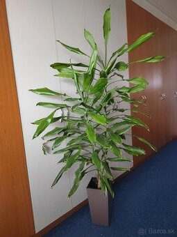 Dracena - 1