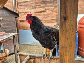 Australorp kohuty