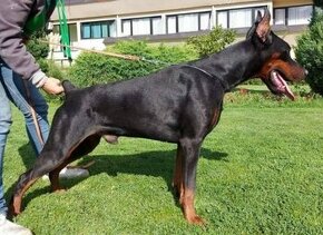 DOBERMAN S FCI P.P