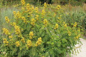 Cassia hebecarpa