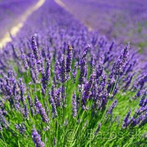 Lavandula angustifolia - 1