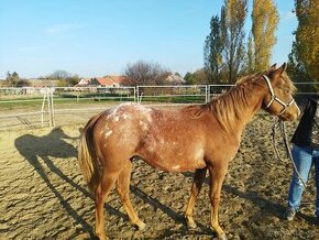 appaloosa