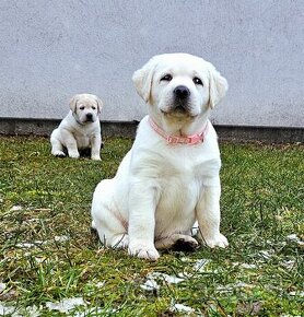 Labrador Retriever s PP