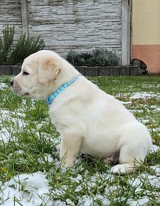 Labrador Retriever s PP