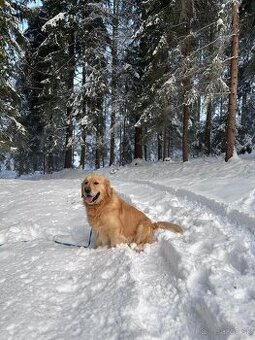 Krytie zlaty retriever