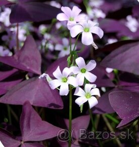 Oxalis - 1