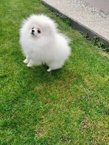 Pomeranian