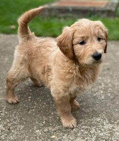 Goldendoodle - 1