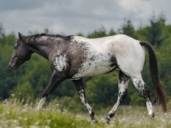 Appaloosa - čierny HOMOZYGOT + garancia: FAREBNÉ žriebä