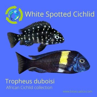 Tropheus dubois, melanochromis maigano - 1