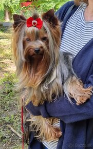 Yorkshire terrier s PP ponuka na krytie - 1