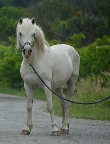 Zrebcek welsh mountain pony- pripustanie 2025 - 1