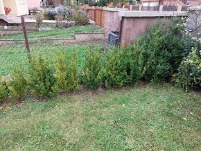 Buxus, Krušpán vždyzelený - 8 kusov - 100e