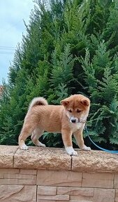 Shiba inu