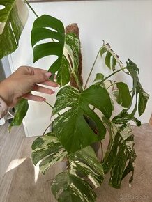 Monstera albo - rastlina 85-90cm - 1